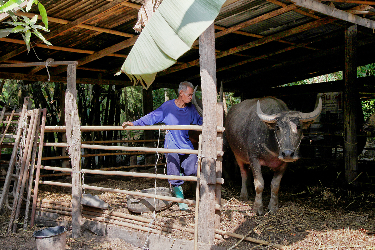 Thailandsk mand med bøffel